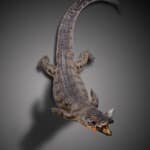 Crocodile Fullmount Combination Wall Display 20190927 0194