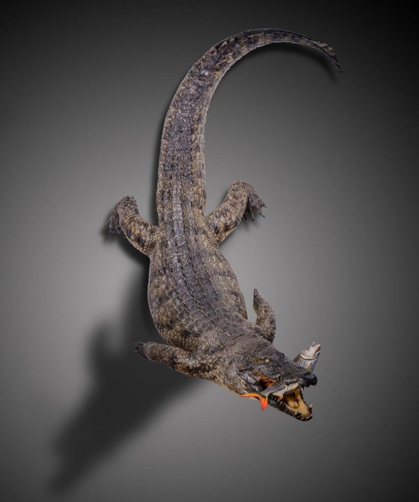 Crocodile with Prey Fullmount Combination Wall Display 20190927 0194