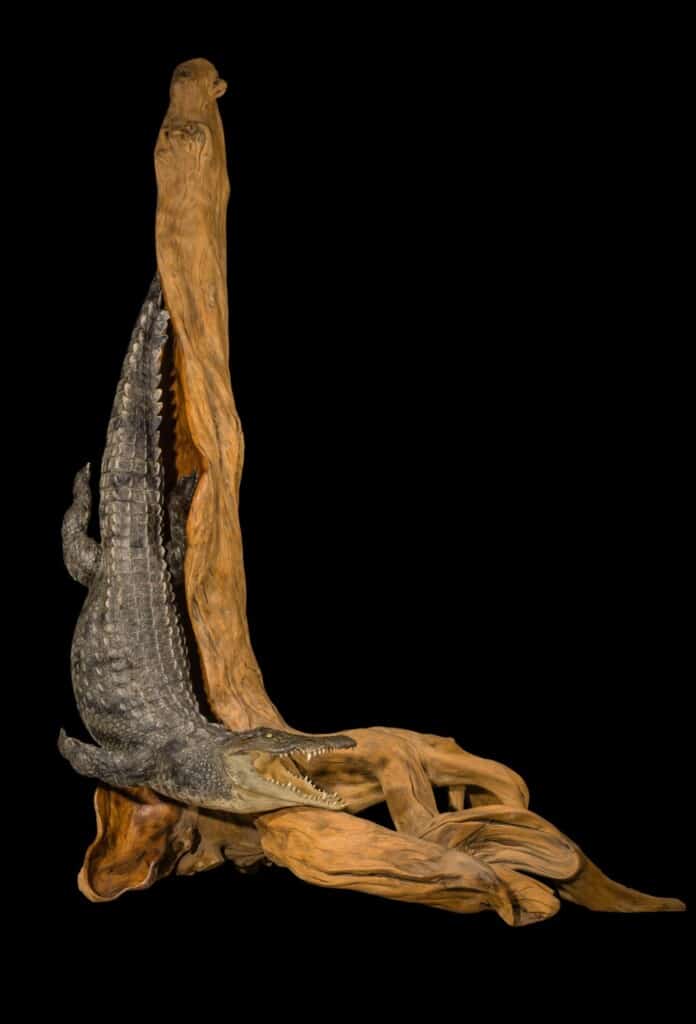 Crocodile Fullmount Pedestal with Custom Base 20200714 0189