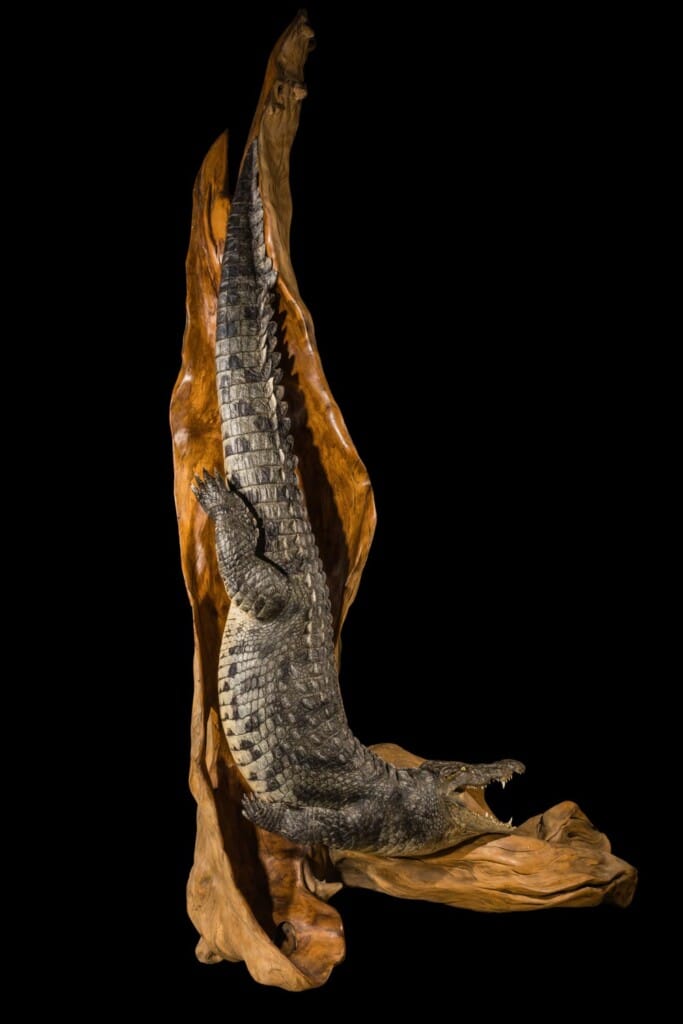 Crocodile Fullmount Pedestal with Custom Base 20200714 0190