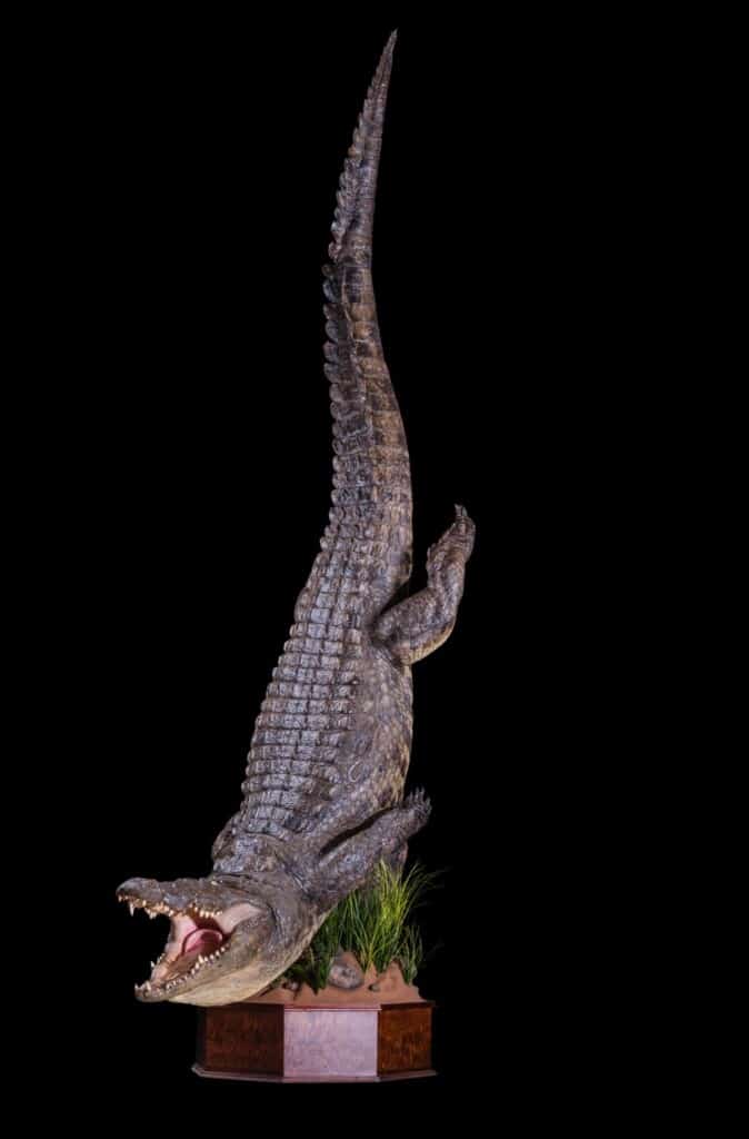 Crocodile Fullmount Pedestal with Custom Base 20201022 0193