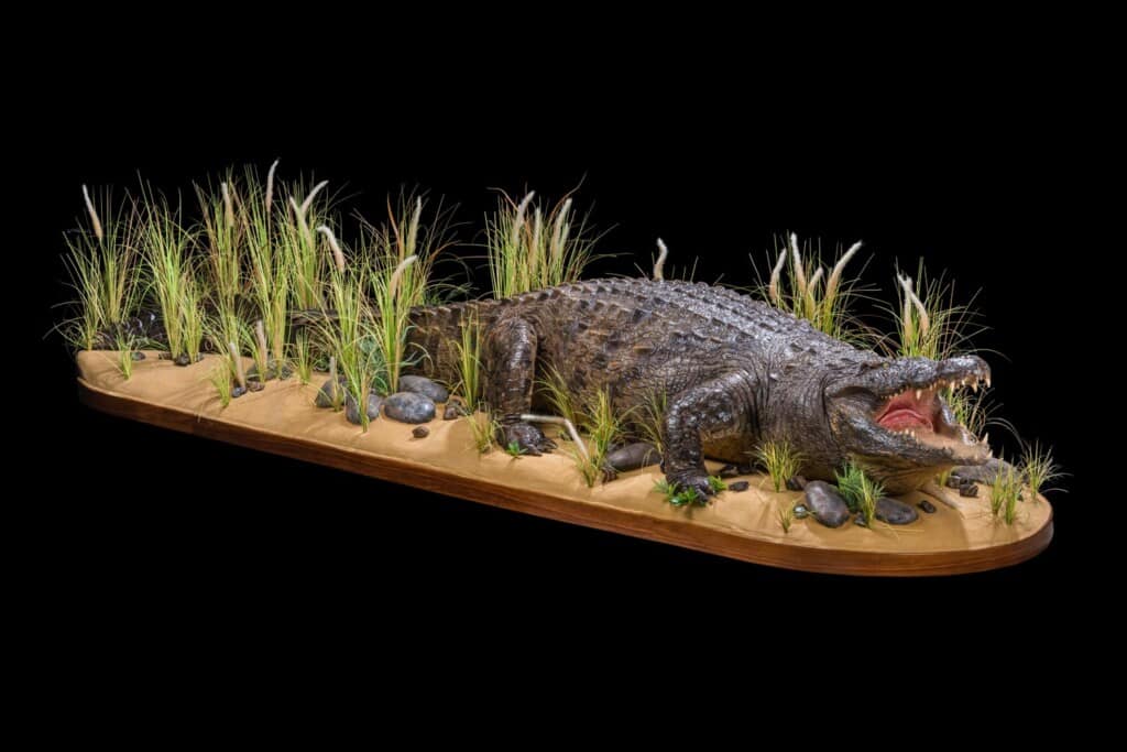 Crocodile Fullmount 20210317 0191