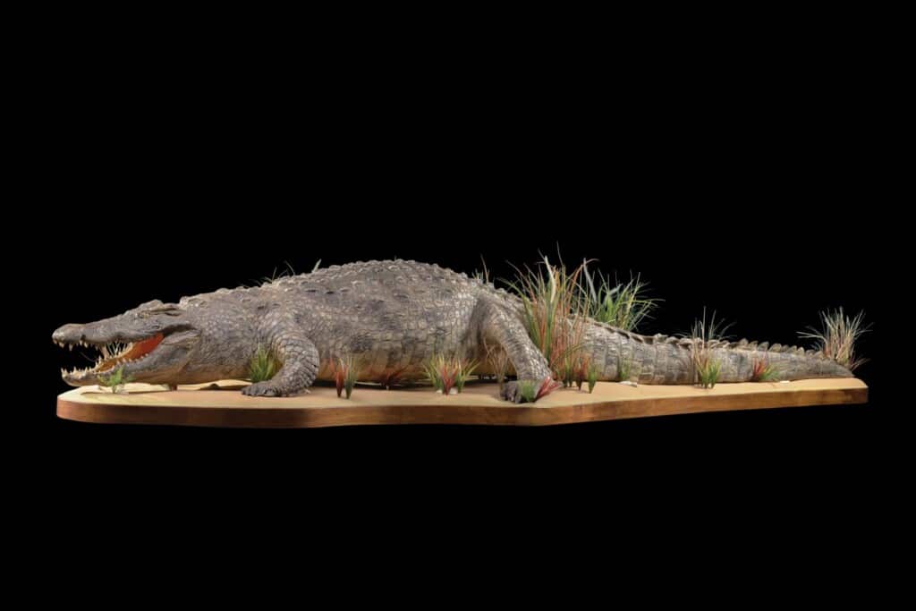 Crocodile Fullmount 20220830 0186