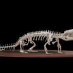 Crocodile Skeleton 20181003 0225