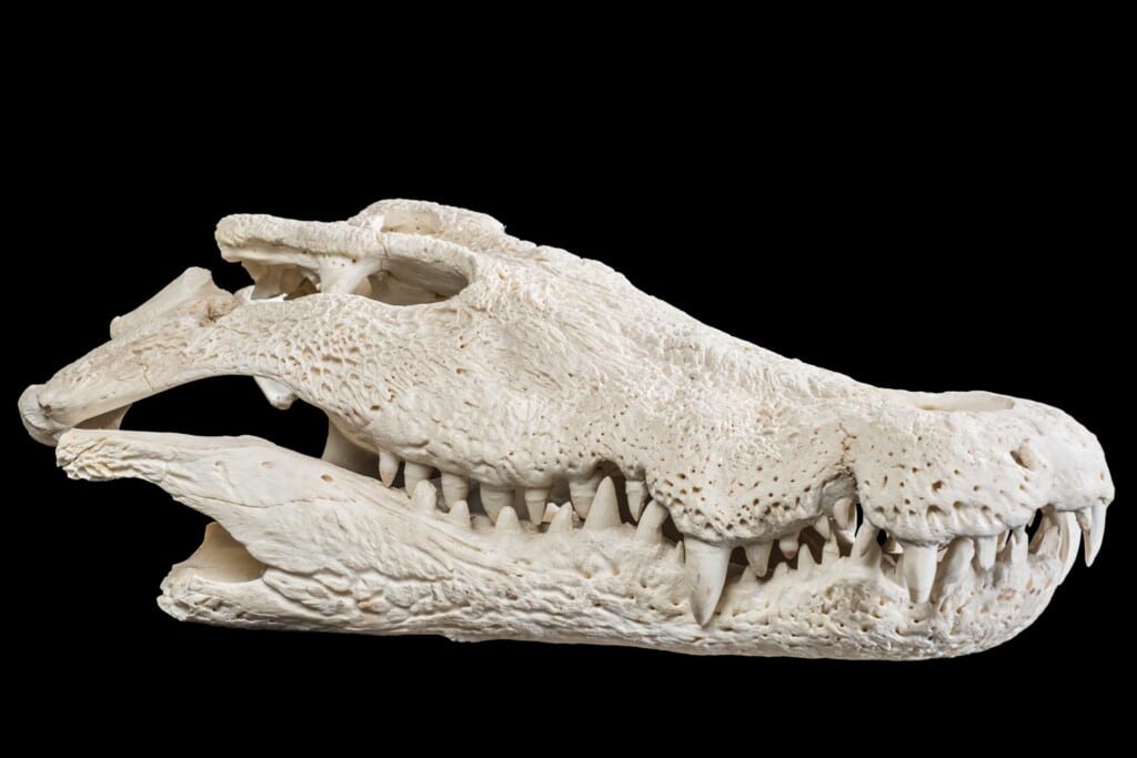 Crocodile Fullskull with Jaw 20170717 0226