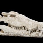 Crocodile Fullskull 20170717 0226