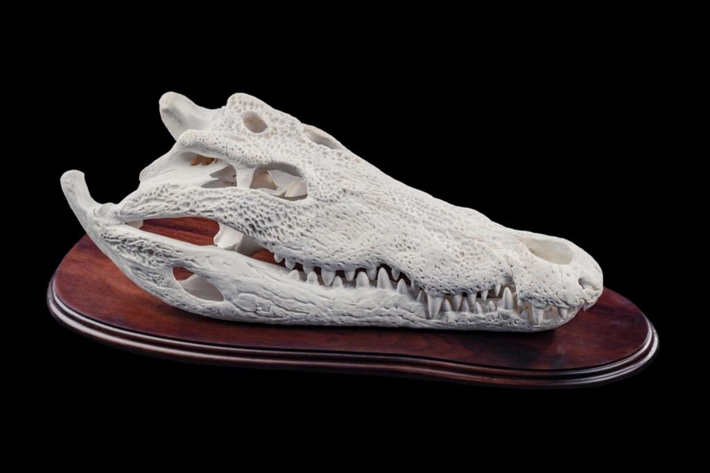 Crocodile Fullskull with Jaw Shieldmount 20191115 0207