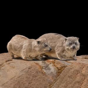Dassie Fullmount Combination Custom Base 20180801 0227