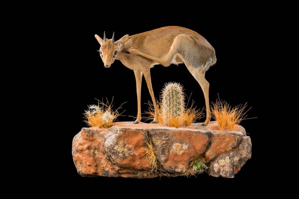 Dik Dik Fullmount Wall Display Left Turn 20180406 0229
