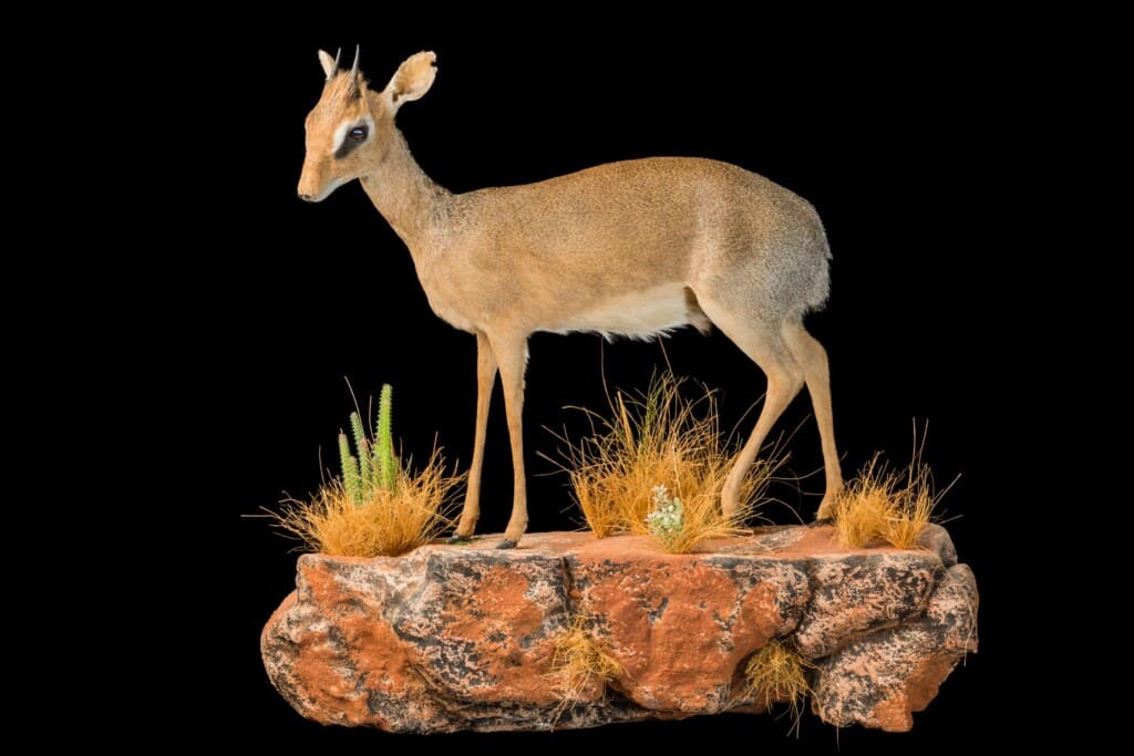 Dik Dik Fullmount Wall Display Left Turn 20180406 0233