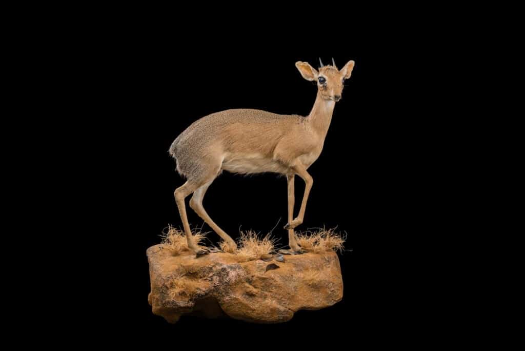 Dik Dik Fullmount Wall Display Right Turn 20190527 0234