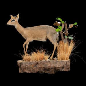 Dik Dik Fullmount Wall Display 20220805 0232
