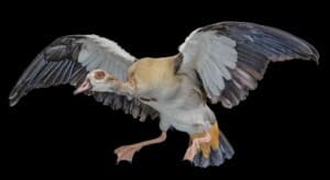 Egyptian Goose Fullmount 20160801 0064