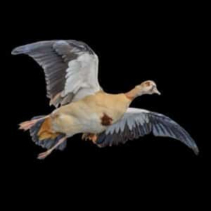 Egyptian Goose Fullmount 20160801 0065
