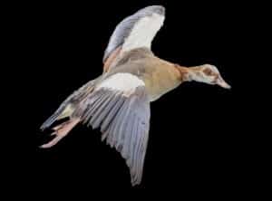 Egyptian Goose Fullmount 20160801 0066
