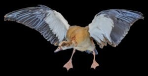 Egyptian Goose Fullmount 20160801 0067
