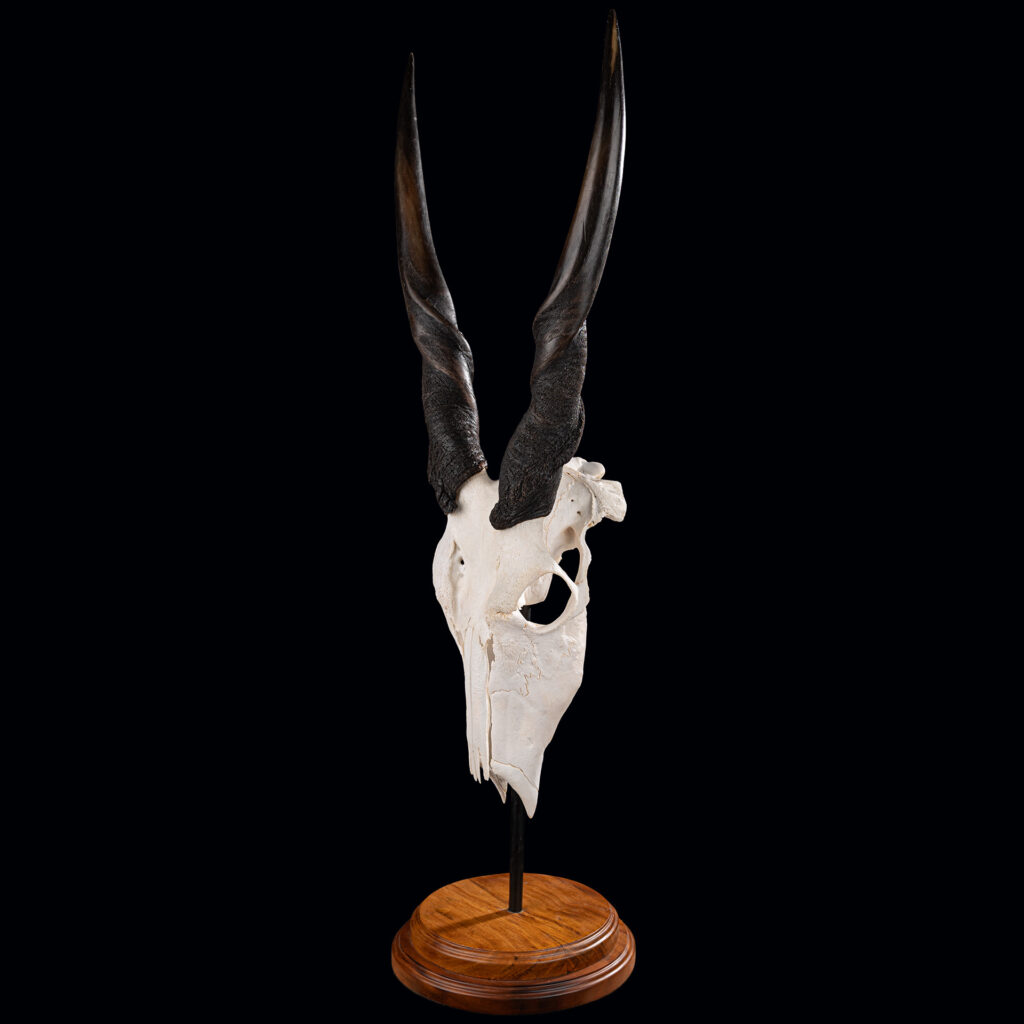 Eland Euro Skull on Metal Stand with Wood Base 20250509 72985