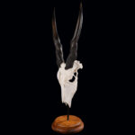 Eland Euro Skull on Metal Stand with Wood Base 20250509 72985