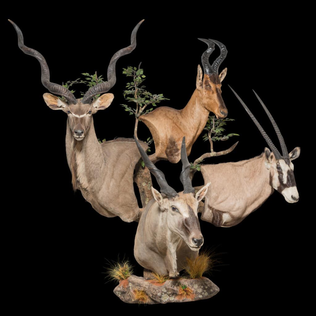 Eland, Kudu, Hartebeest and Gemsbuck Pedestalmount Combination on Custom Base 20180507 71647