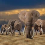 Elephant Fullmount Combination 20171107 70593