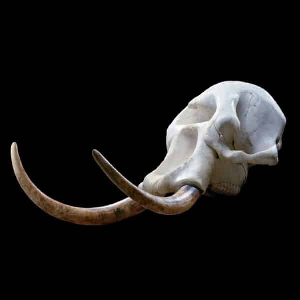 elephant-taxidermy-south-africa-get-elephant-trophy-quote