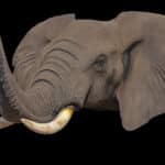 Elephant Shouldermount 20230809 51933