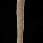 Elephant Tailswish 20230810 51933