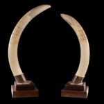 Elephant Tusks Pedestalmount on Custom Pedestals 20250701 73041