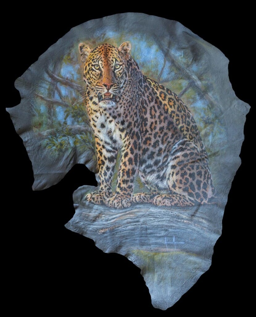 Leopard Painted on Elephant Ear Leather Andre Meintjes 20220831 0323