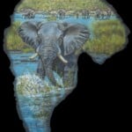 Elephant Painted on Elephant Ear Leather Andre Meintjes 20220831 0324