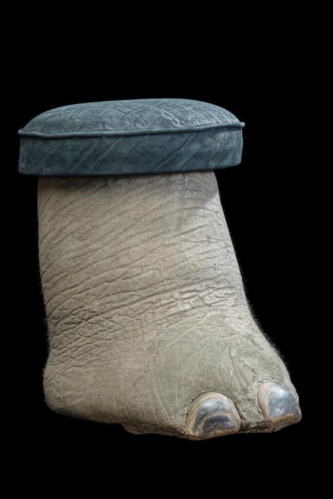 Elephant Foot Stool 20170717 0331