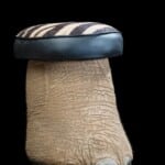 Elephant Foot Stool 20170717 0334