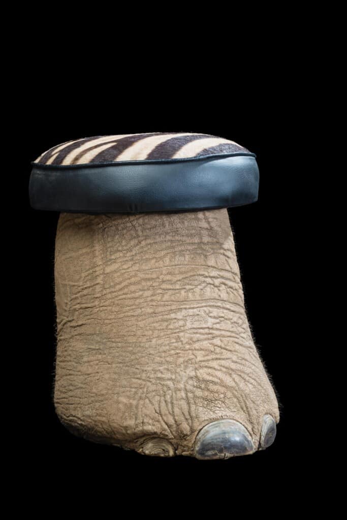 Elephant Foot Stool 20170717 0334