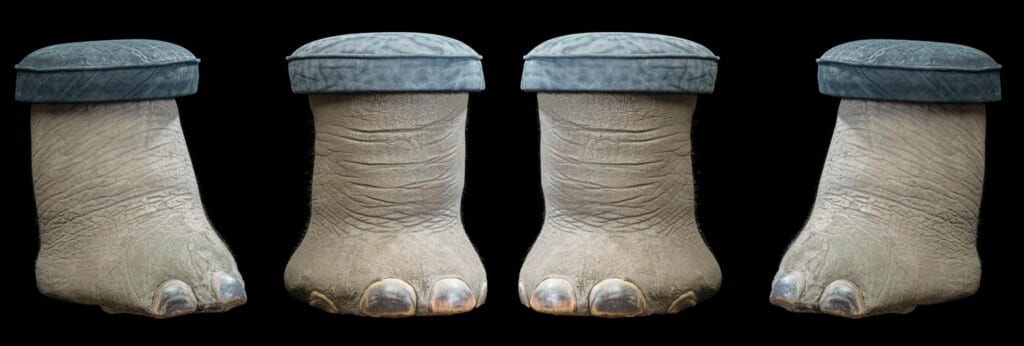 Elephant Foot Stools 20170717 0335