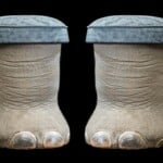 Elephant Foot Stools 20170717 0335