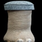 Elephant Foot Stool 20170717 0336