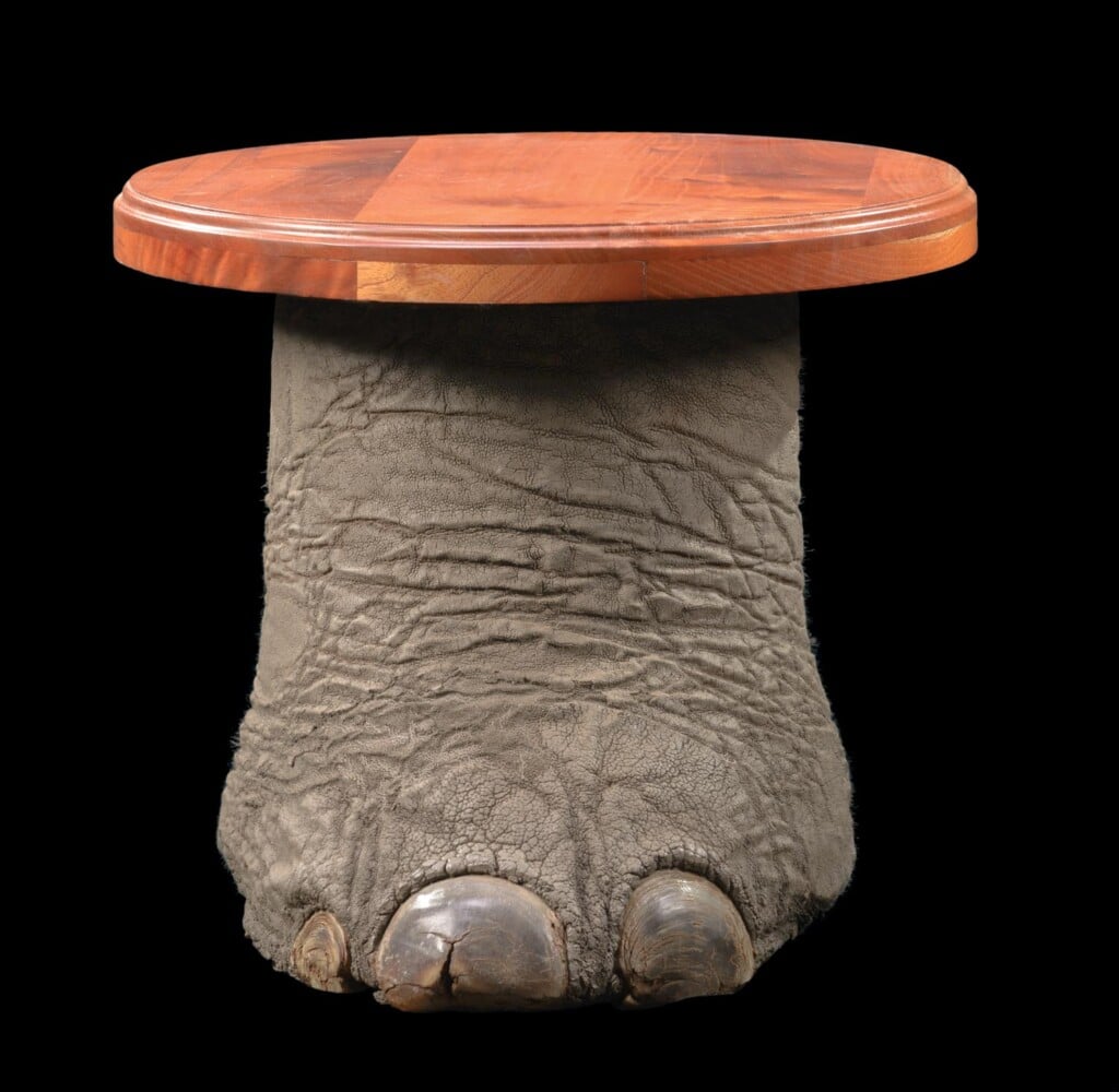 Elephant Foot Table 20220831 0337