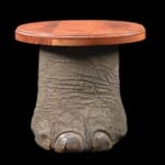 Elephant Foot Table 20220831 0337