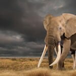 Elephant Fullmount 20171107 0309