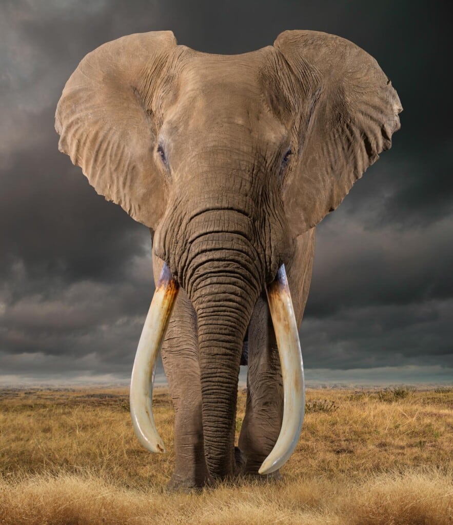 Elephant Fullmount 20171107 0310