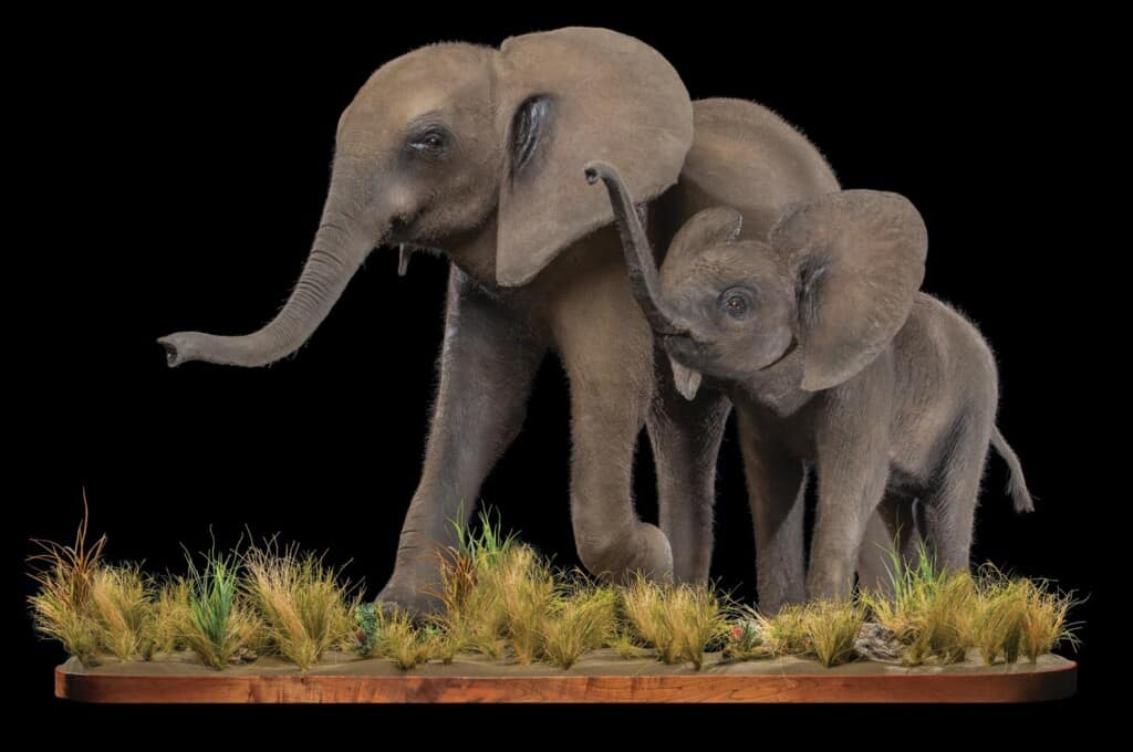 Elephant Fullmount Combination 20220831 0312