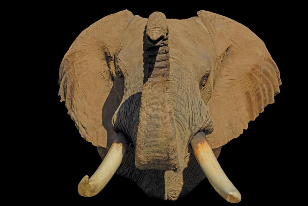 Elephant Shouldermount 20160822 0318
