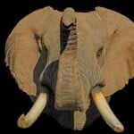 Elephant Shouldermount 20160822 0318