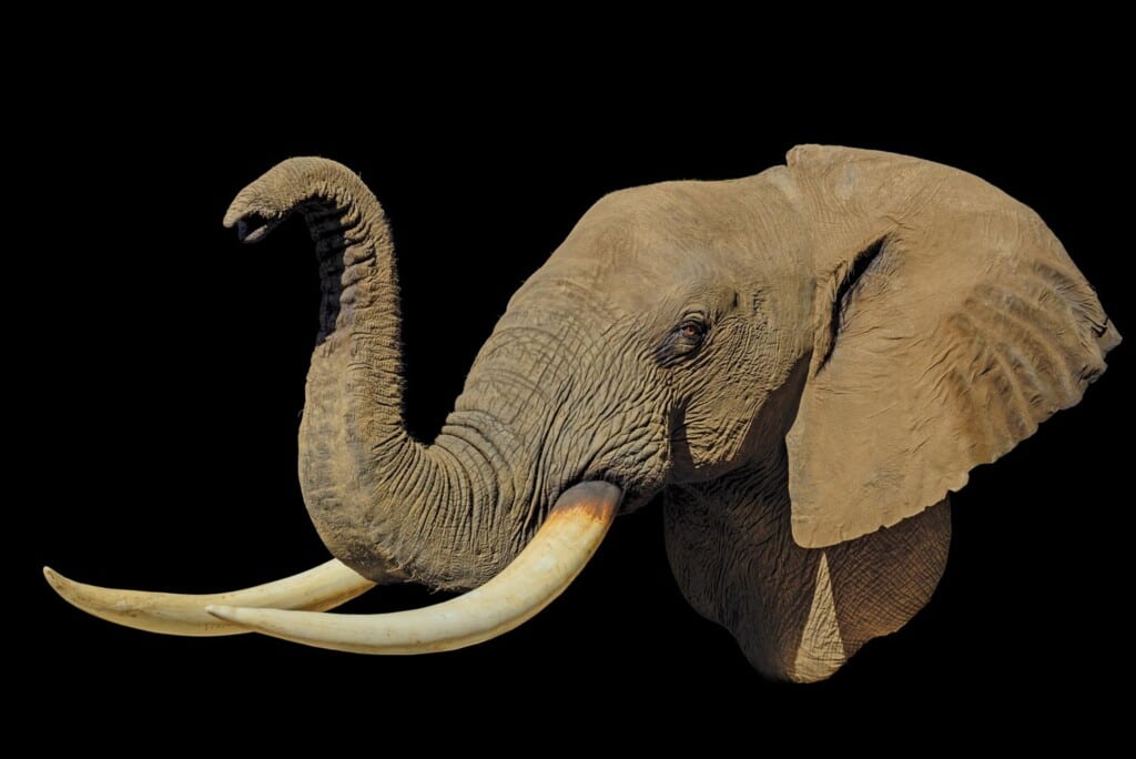 Elephant Shouldermount 20160822 0319