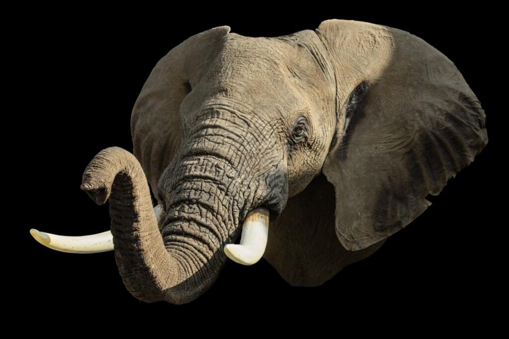 Elephant Shouldermount 20170717 0321