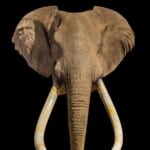 Elephant Shouldermount 20200714 0320