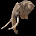 Elephant Shouldermount 20200714 0322