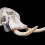 Elephant Fullskull Artificial Tusks 20170818 0384