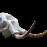 Elephant Fullskull Artificial Tusks 20210910 0386