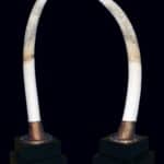 Elephant Tusks Pedestalmount Custom Base 20100716 0379